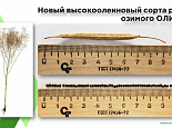 The first in the Russian Federation high oleic variety of winter rapeseed "Olivin"